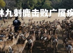 pg电子模拟器-吉林九刺鹿击败广厦疾风队，喜获压倒性胜利